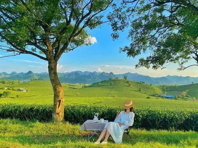 đồi chè mộc châu